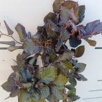 Buk lesný (Fagus sylvatica) ´DAWYCK PURPLE´ - výška 40-60 cm, kont. C5L